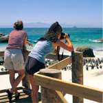 Boulders Beach Looking at the Penguins